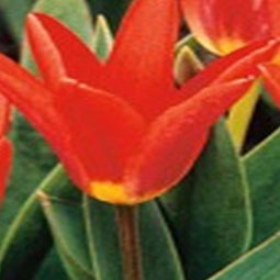 JUB - Tulipa Scarlet Baby
