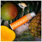 Bruinende Olie Suntan & Body Cocosolis Mango (110 ml)