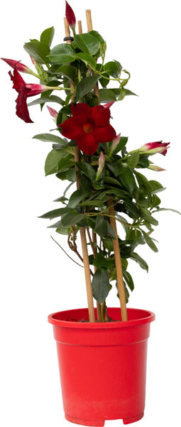 Plant in a Box - Mandeville 'Rio Deep Red' - Dipladenia - Bloeiende tuinplant - Klimplant - Terras- en balkon plant - Pot 17cm - Hoogte 60-70cm