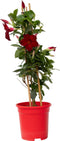 Plant in a Box - Mandeville 'Rio Deep Red' - Dipladenia - Bloeiende tuinplant - Klimplant - Terras- en balkon plant - Pot 17cm - Hoogte 60-70cm