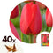 Plant in a Box - Tulipa Red Impression - Bloembollen x40 - Tulp - Rood - Tulpen uit Holland