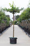 Bomenbezorgd.nl - Boom - Laurierkers kruisdak - Totaalhoogte 220-240 cm - (14-18 cm stamomtrek) - Stamhoogte 220 cm - ''Prunus laurocerasus''