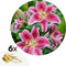 Plant in a Box - Lilium orientalis 'Stargazer' - Set van 6 - Lelie - Bloemknollen - Nazomerbloeiers - Knol - Wit, Roze, Paars, Geel