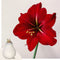 Plant in a Box - Amaryllis - Hippeastrum 'Wax Snow White' - Bloembol - Rode bloemen