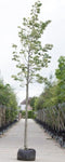 Zilverlinde | Tilia tomentosa 'Brabant' 10-14 cm | Bomenbezorgd.nl