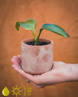 STRELITZIA NICOLAI KWEEKSETJE - GROW YOUR OWNN