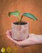 STRELITZIA NICOLAI KWEEKSETJE - GROW YOUR OWNN