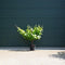 Witte druif op stam Vitis vinifera moscatel 62,5 cm
