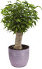 Combibox kamerplanten met Bergamo sierpot in trendy kleuren – ↨ 25cm – ⌀ 12cm