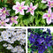 Plant in a Box - Mix van 6 Clematis - Clematis hybrid 'Mme Le Coultre', 'Hagley Hybrid', 'Polish Spirit' - Pot 9cm - Hoogte 25-40cm