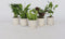 Plant in a Box - Luchtzuiverende kamerplanten - Mix van 5 stuks - Pot 12cm - Hoogte 25-40cm