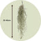 Plant in a Box - Set van 6 Tillandsia Usneoides 'Baard tillandsias' - Luchtplantjes - Kamerplanten - Decoratie - Hoogte 25-50cm