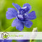 Plant in a Box - Vinca Minor - Set van 2 - Kleine Maagdenpalm - Bloeiende tuinplanten - Pot 17cm - Hoogte 25-40cm