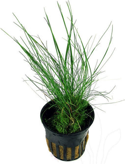 Eg eleocharis acicularis nr39