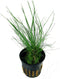 Eg eleocharis acicularis nr39