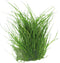 Eg eleocharis acicularis nr39
