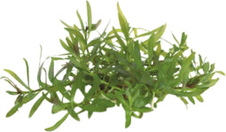 Eg ludwigia arcuata nr69