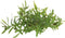 Eg ludwigia arcuata nr69