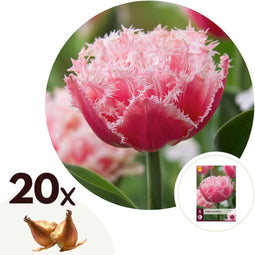 Plant in a Box - Tulipa Queensland - Bloembollen x20 - Tulp - Roze Wit - Tulpen uit Holland