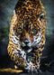 Clementoni - Puzzel - 1000 Stukjes - Walk of the Jaguar - Puzzel Voor Volwassenen - High Quality Collection