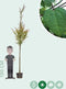 Katsuraboom hoogstam 200 cm | Cercidiphyllum japonicum 6-10 cm | Bomenbezorgd.nl