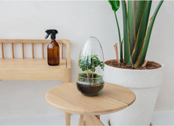 Egg Coffea Arabica