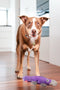Animal Boulevard Df-pl-pu-ns - Speelgoed Voor Dieren - Hond - Rd Durables Vogelbekdier Paars- 28,5cm