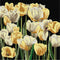 Thea Gouverneur - Borduurpakket met telpatroon - 3065.05 - Voorgesorteerde DMC Garens - Tulpen - Zwart Aida - 24 cm x 24 cm - DIY Kit