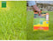 BHS Rustiek gras - Graszaad - Bestand tegen barre weersomstandigheden - Rood (3 kg)