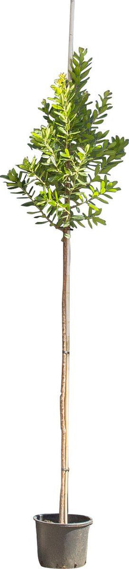 Aardbeienboom | Arbutus unedo 6-8 cm | Bomenbezorgd.nl