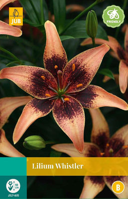 Jub - Lilium whistler bloembol