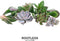 GIY Echte succulenten mini mix 10 stuks - Echeveria mini's Ø3-5 cm - kamerplant - vetplant