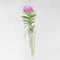 Plant in a Box - Vanda Magic XXL - Roze - Hoogte 90cm