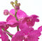 Plant in a Box - Vanda 'Bose' in vaas - Orchidee - Kers - Hoogte 45cm