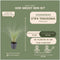 Plants by Frank | 60 Federgras planten | Stipa tenuissima 'Ponytails' | Winterharde bodembedekker planten | tuinplanten | Winterharde vaste planten meerjarig | Winterharde tuinplanten