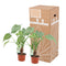Alocasia Cucullata op stam ↨ 40cm - 2 stuks - hoge kwaliteit planten