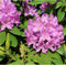Rhododendron Catawbiense boursault | Rhododendron 'Catawbiense boursault' | Bomenbezorgd.nl