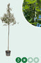 Witte abeel | Populus alba 14-18 cm | Bomenbezorgd.nl