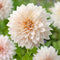Plant in a Box - Dahlia 'Café au Lait' - set van 3 - zomerbloeiers - dahliaknollen - tuinbloemen - Roze
