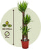 Plant in a Box - Yucca Elephantipes - Stevige kamerpalm - Gemakkelijke kamerplant - Pot 27cm - Hoogte 150-170cm