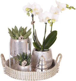 Kolibri Company | Gift set Christmas silver | Plantenset met witte Phalaenopsis Orchidee en Succulenten incl. keramieken sierpotten