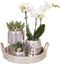 Kolibri Company | Gift set Christmas silver | Plantenset met witte Phalaenopsis Orchidee en Succulenten incl. keramieken sierpotten