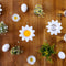 Eierscheider Daisy