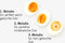Eierwekker - 'Rainbow BeepEgg' - BrainStream