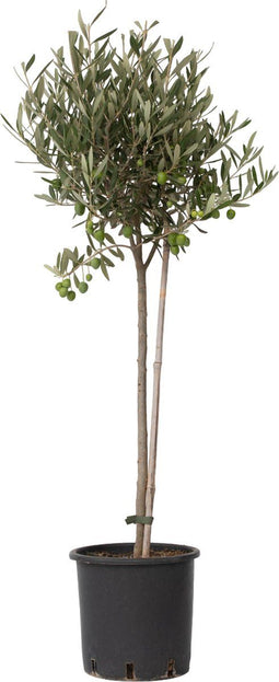 Plant in a Box - Olea Europaea - Winterharde olijfboom op stam - Pot 19cm - Hoogte 80-90cm