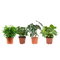 Ficus, Koffieplant, Olifantsoor of Skeletplant, Syngonium Arrow ↨ 25cm - 4 stuks - hoge kwaliteit planten
