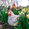 Farmwood Tuinbeeld Haan | 25 x 13 x 30 cm Bruin