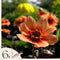 Plant in a Box - Dahlia 'Happy Single First Love' - set van 6 - zomerbloeiers - dahliaknollen - tuinbloemen - Oranje/Roze