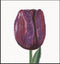 Thea Gouverneur - Borduurpakket met telpatroon - 514A - Voorgesorteerde DMC Garens - Paarse Triumph Tulp - Aida - 34 cm x 36 cm - DIY Kit