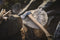 Ekelund - Hunting Axe (premium)